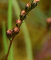 Drosera anglica