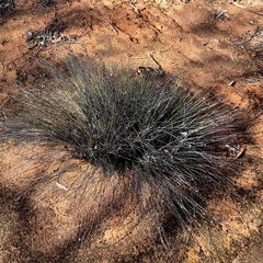 Schoenus subaphyllus