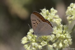 Tharsalea rubidus