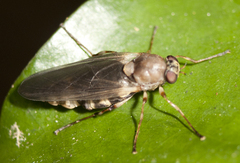 Chiromyza