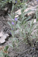 Penstemon platyphyllus