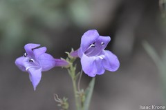 Penstemon platyphyllus