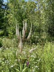 Veronicastrum