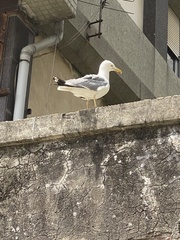 Larus michahellis