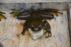 Amolops viridimaculatus