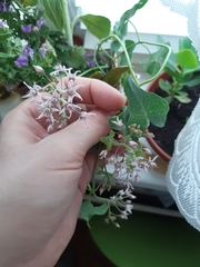 Cynanchum acutum