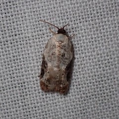 Acleris nivisellana