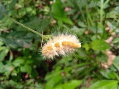 Pygarctia