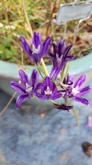 Brodiaea rosea