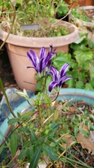 Brodiaea rosea