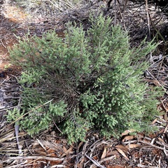 Prostanthera serpyllifolia microphylla