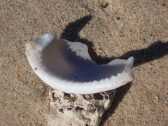 Semicassis bisulcata