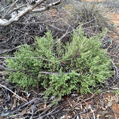 Prostanthera serpyllifolia microphylla