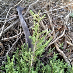 Prostanthera serpyllifolia microphylla