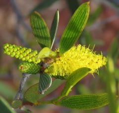 Acacia neurophylla
