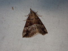 Hypena deceptalis