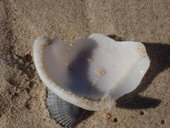 Semicassis bisulcata