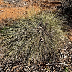 Lomandra leucocephala