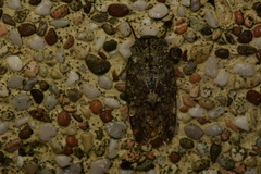 Platypleura kaempferi