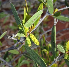 Acacia neurophylla