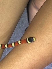 Lampropeltis knoblochi