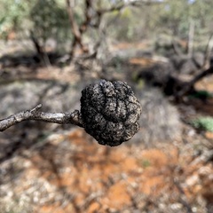 Apiomorpha strombylosa