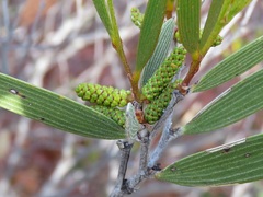 Acacia neurophylla