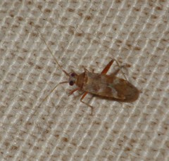 Phytocoris minor