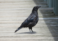 Corvus corone
