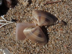 Latona cuneata