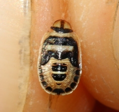 Sciocoris macrocephalus