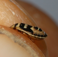 Sciocoris macrocephalus