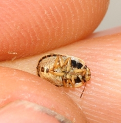 Sciocoris macrocephalus