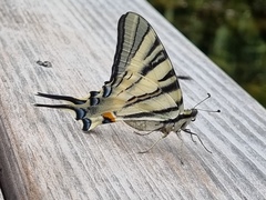 Iphiclides
