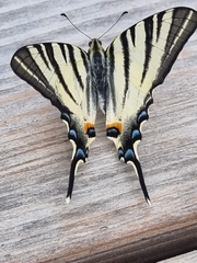 Iphiclides