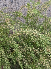 Lepidium ramosissimum