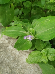 Commelina