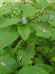 Commelina