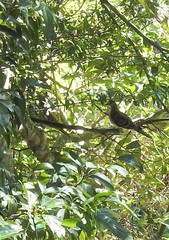 Ptilinopus superbus superbus