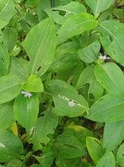 Commelina