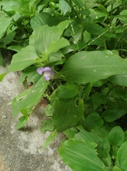 Commelina