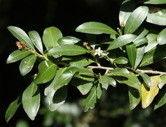 Erythroxylum emarginatum