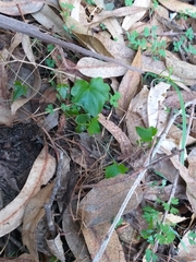 Dioscorea bryoniifolia