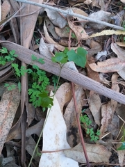 Dioscorea bryoniifolia