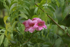 Podranea