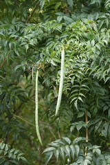 Podranea