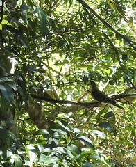 Ptilinopus superbus superbus