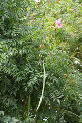 Podranea