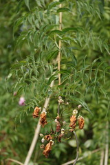 Podranea