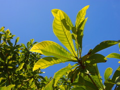 Elaeocarpus balansae